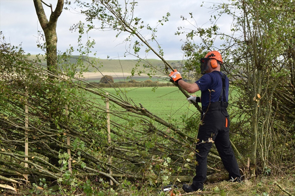 Comprehensive Tree Maintenance: Solutions for Healthy Canopies