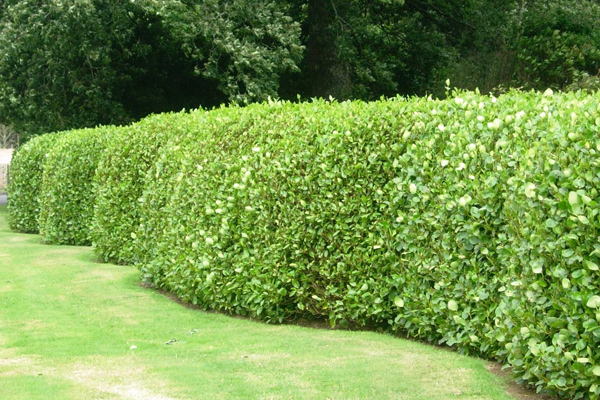 Hedge Reduction Services in Aberdeen